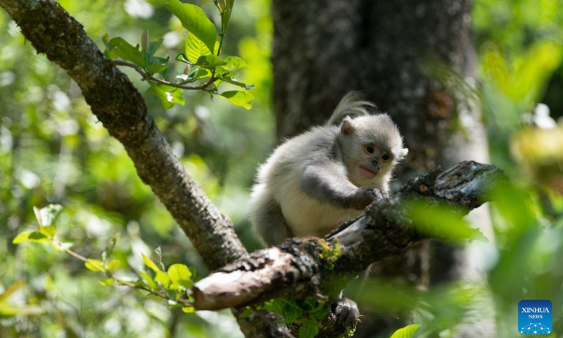 A snub-nosed monkey baby is pictured at Baima Snow Mountain National Nature Reserve in southwest China's Yunnan Province, March 23, 2024. The black-and-white snub-nosed monkey, also known as the Yunnan golden hair monkey, is a national first-class protected animal of China. The species is also on the Red List of the International Union for Conservation of Nature (IUCN). (Xinhua/Chen Xinbo)