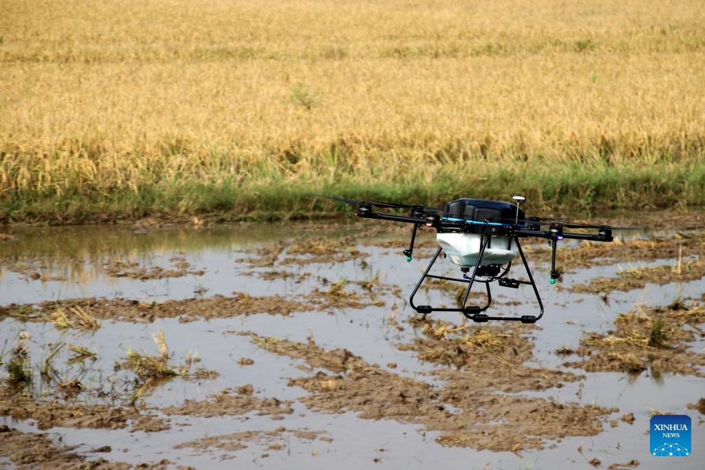 This photo taken on May 23, 2024 shows an agricultural drone flying over a paddy field in Sukoharjo, Central Java, Indonesia. Agricultural drones are used here to help local farmers do farm work in a more efficient, convenient and safe way.(Photo: Xinhua)