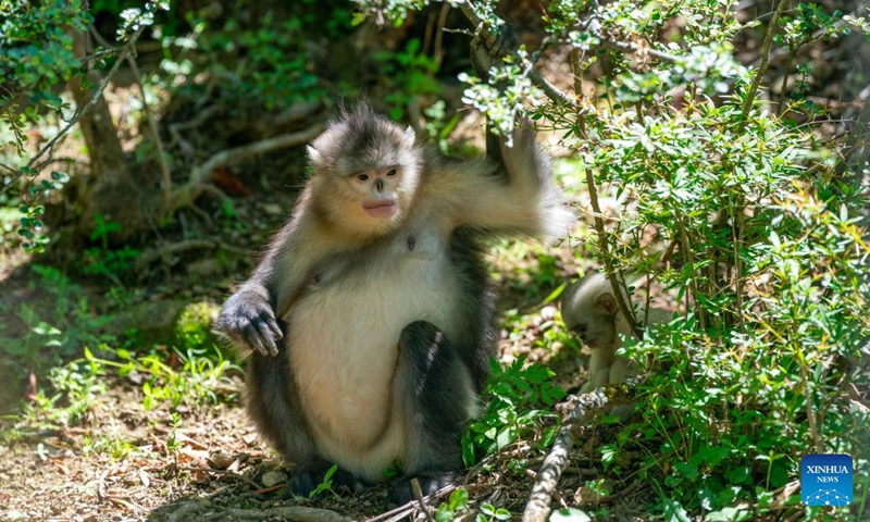 A snub-nosed monkey and its baby are pictured at Baima Snow Mountain National Nature Reserve in southwest China's Yunnan Province, March 23, 2024. The black-and-white snub-nosed monkey, also known as the Yunnan golden hair monkey, is a national first-class protected animal of China. The species is also on the Red List of the International Union for Conservation of Nature (IUCN). (Xinhua/Chen Xinbo)