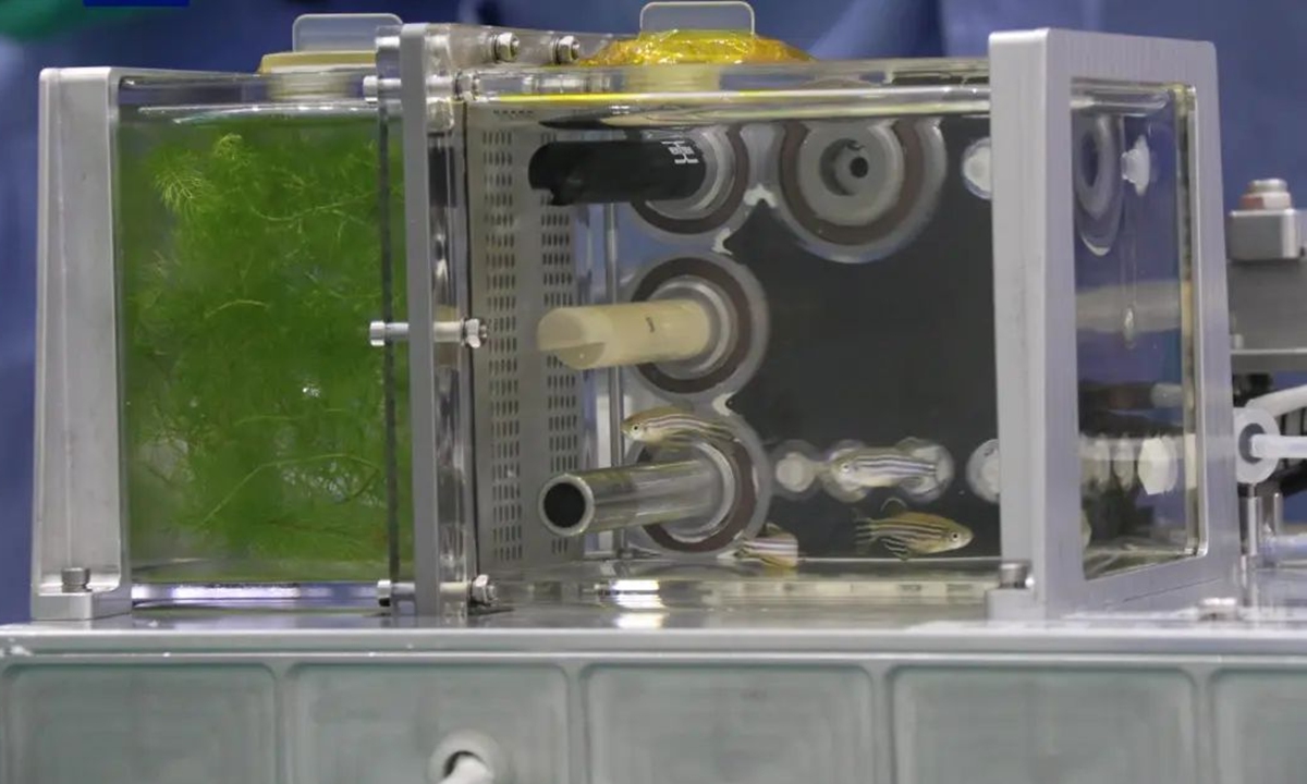 The first-ever fish tank ecosystem experiment at the China Space Station Photo: CCTV