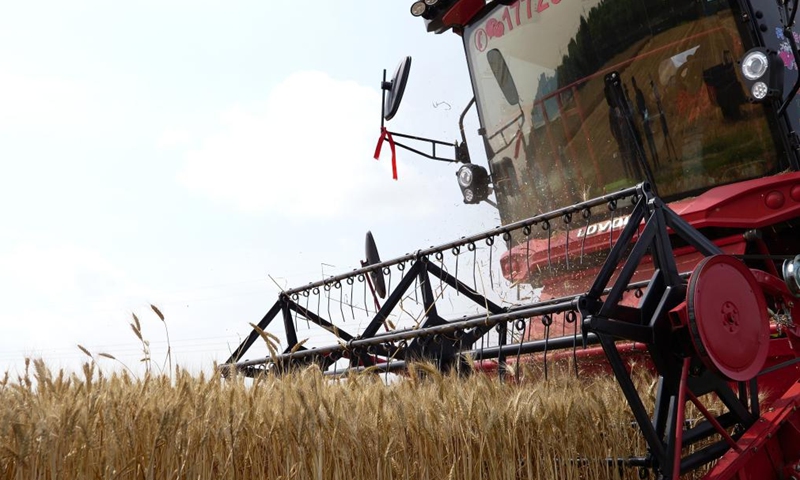 A reaper works in the wheat fields in Xiaodian Village in Wenqu Township, Dengzhou City of central China's Henan Province, May 26, 2024. (Photo: Xinhua)