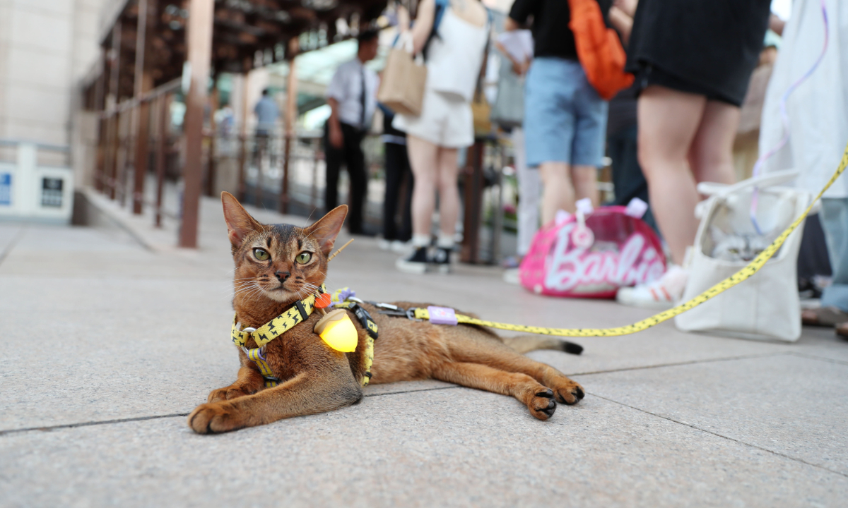 Pet cats in fashionable outfits gather together at the Shanghai Museum for the first cat-themed event of the exhibition on ancient Egyptian civilization in Shanghai on July 27, 2024. Photo: IC