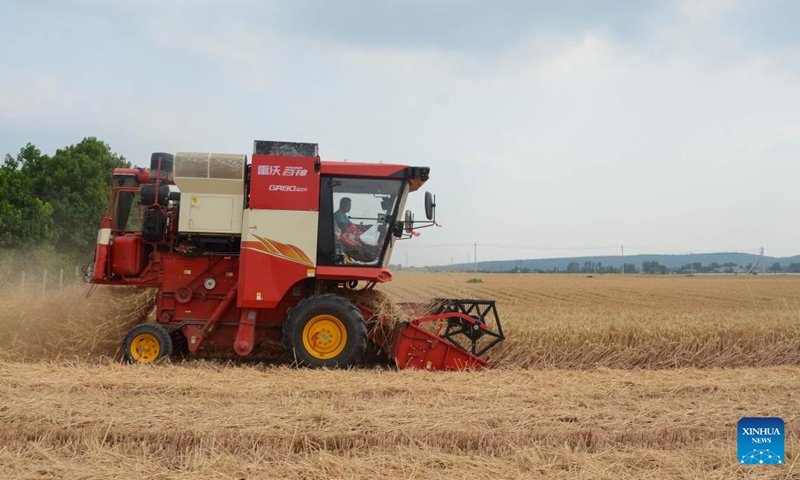 A reaper works in the wheat fields in Xiaodian Village in Wenqu Township, Dengzhou City of central China's Henan Province, May 26, 2024. (Photo: Xinhua)