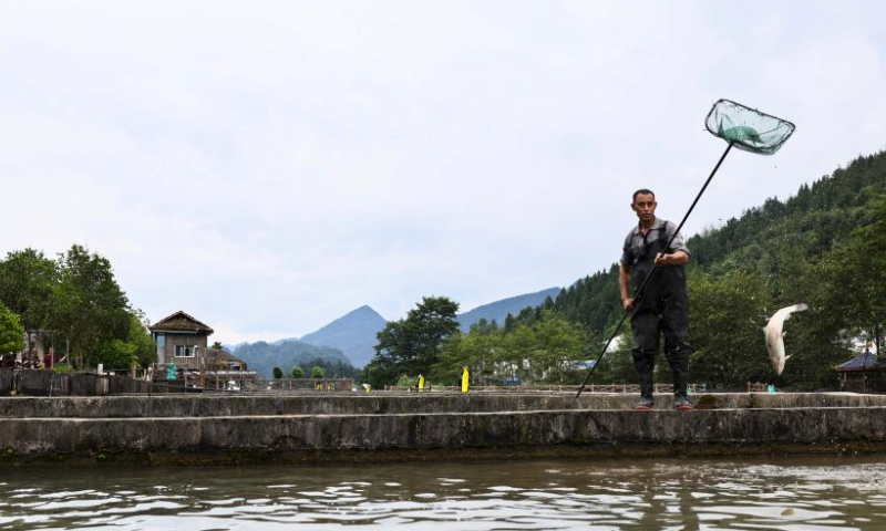 A villager checks the growth of cold-water fish at a breeding base in Quyang Village, Taiyuan Township of Pengshui Miao-Tujia Autonomous County, southwest China's Chongqing, July 19, 2024.

Situated deep in the Wuling mountains, Quyang Village boasts an ideal environment for cold-water fish breeding. In recent years, the village has introduced leading enterprises for cold-water fish breeding, and developed breeding projects for species such as sturgeon, rainbow trout and golden trout to help boost local farmers' income. (Photo by Lan Hongguang/Xinhua)