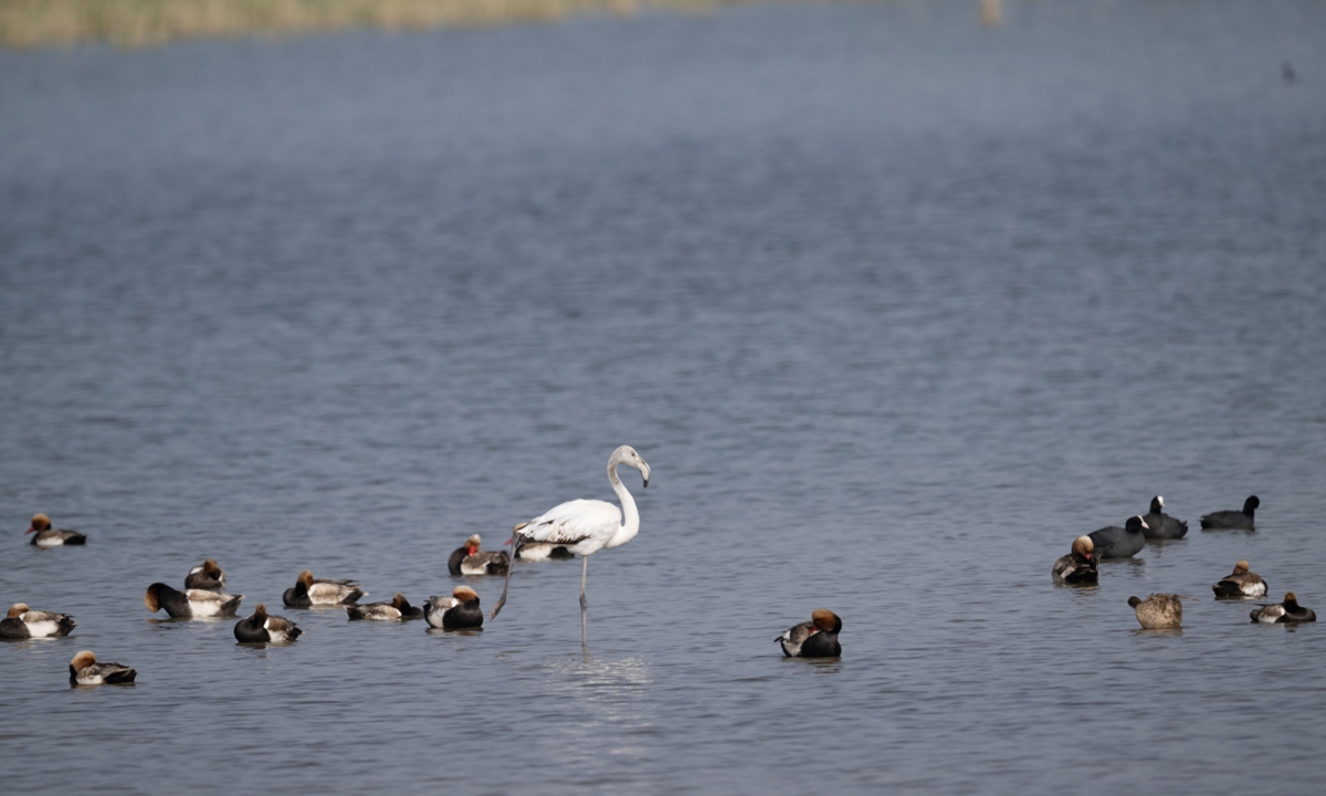 Photo: Courtesy of Wuliangsu Lake Wetland Nature Reserve