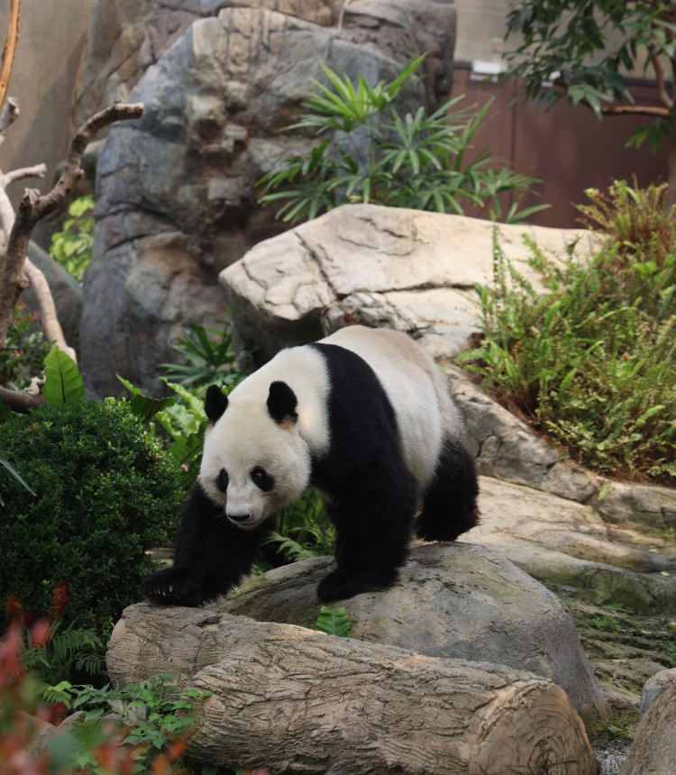 A giant panda walks in Ocean Park Hong Kong on April 13, 2024. Photo: VCG