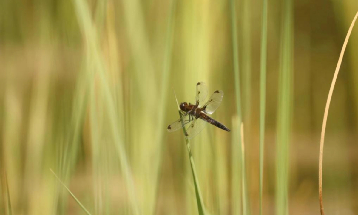 Libellula angelina, a critically endangered dragonfly species, also known as bekko tombo, photographed by the water ecological health monitoring team from the Haidian District Water Authority in Beijing in May of 2024 Photo: Xinhua News Agency