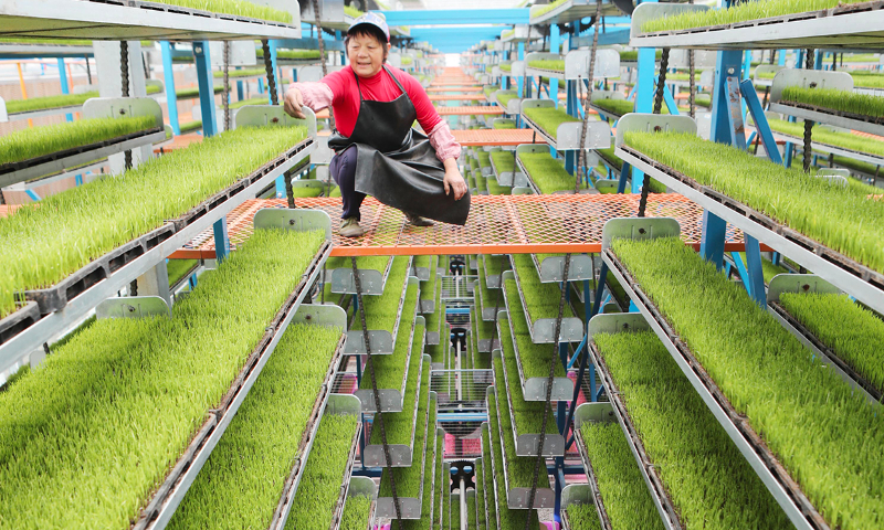 A worker check the growth of seedlings at the intelligent seedling cultivation base in Shuangxing village, Xianlong town, Yongchuan district, Southwest China's Chongqing Municipality, on March 14, 2024. Photo: VCG