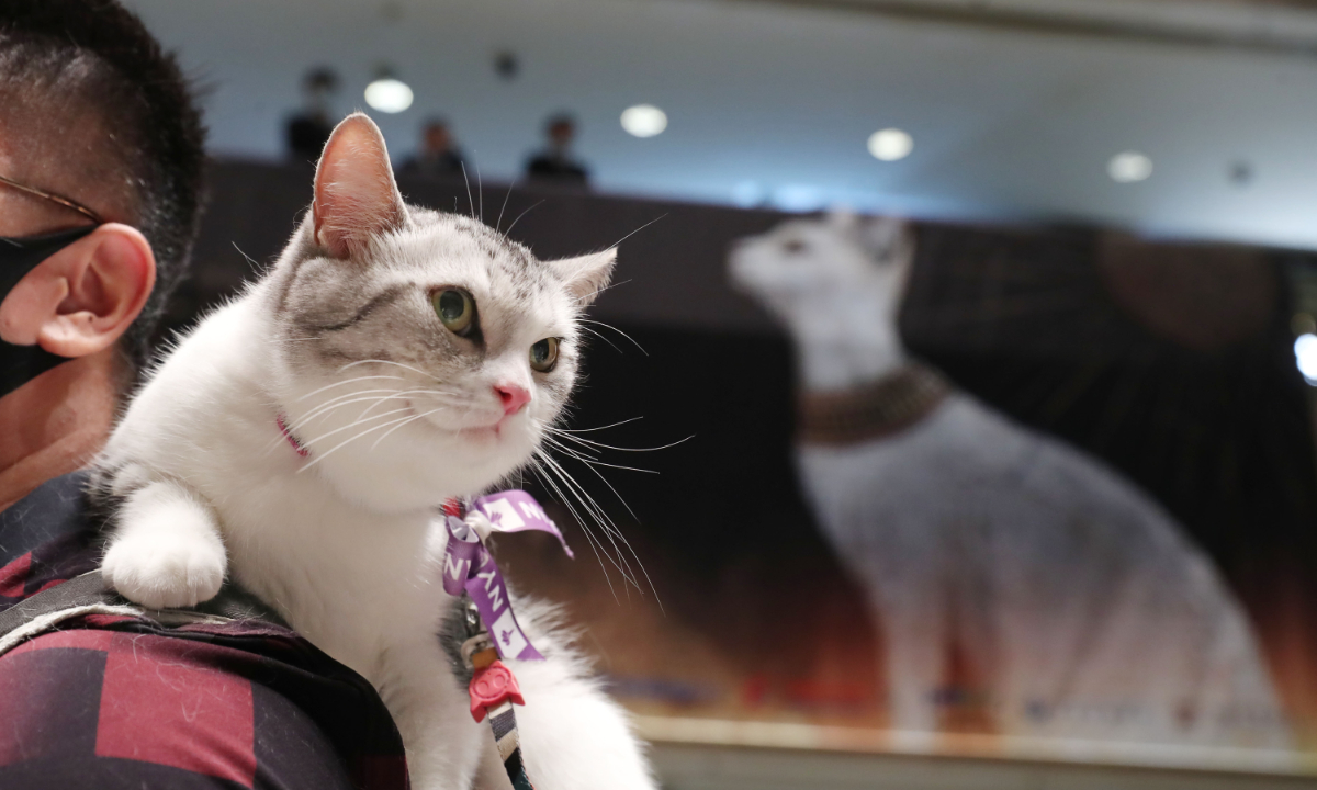 Pet cats in fashionable outfits gather together at the Shanghai Museum for the first cat-themed event of the exhibition on ancient Egyptian civilization in Shanghai on July 27, 2024. Photo: IC