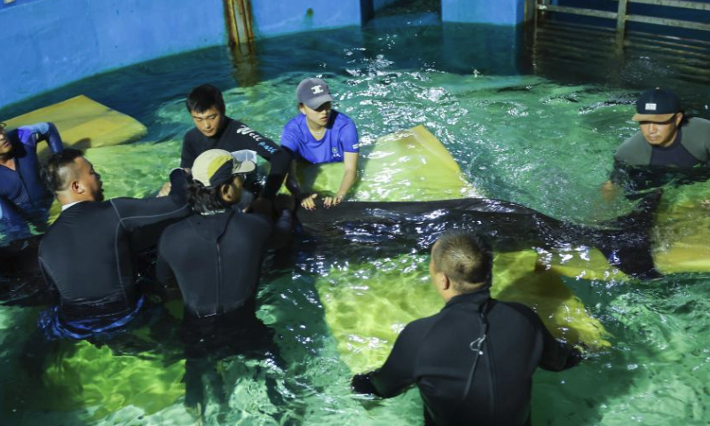 Volunteers remove sponge cushion underneath a short-finned pilot whale after her gastroscope inspection at Sanya Haichang Animal Conservation Center in Sanya, south China's Hainan Province, July 20, 2024. A 3.4-meter long female short-finned pilot whale ran stranded at Haitang Bay of Sanya on July 18. She was rushed to the Sanya Haichang Animal Conservation Center for treatment, where she was found badly dehydrated and unable to feed by herself.

The whale is now under meticulous care by professional breeders and veterinarians. Volunteers at the center also take turns around the clock to keep her from drowning from tilting inside the pool where she is confined for healing. (Xinhua/Zhang Liyun)