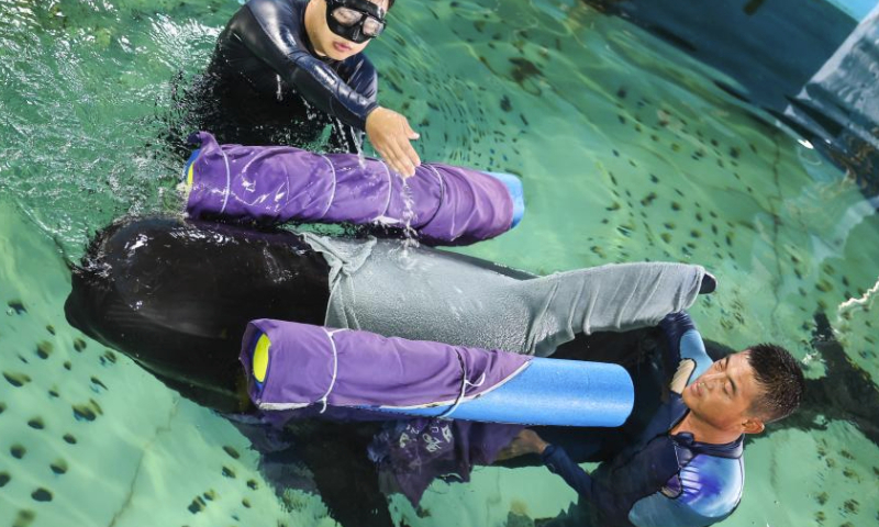 Volunteers help a short-finned pilot whale maintain balance at Sanya Haichang Animal Conservation Center in Sanya, south China's Hainan Province, July 20, 2024. A 3.4-meter long female short-finned pilot whale ran stranded at Haitang Bay of Sanya on July 18. She was rushed to the Sanya Haichang Animal Conservation Center for treatment, where she was found badly dehydrated and unable to feed by herself.

The whale is now under meticulous care by professional breeders and veterinarians. Volunteers at the center also take turns around the clock to keep her from drowning from tilting inside the pool where she is confined for healing. (Xinhua/Zhang Liyun)