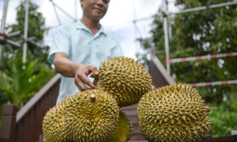 This photo taken on July 20, 2024 shows domestic durians at a durian base in Sanya City, south China's Hainan Province. Recently, the domestically grown durians in Sanya City, south China's Hainan Province, have entered the market season.

As the world's largest importer and consumer of durians, China has long relied on imports to meet its demand for durians. In recent years, with breakthroughs in cultivation technology, Sanya City, as the main production area of domestic durians, has been continuously developing the durian industry. By expanding the durian planting scale, promoting durian planting techniques, opening stores for selling domestic durians, and establishing durian brands, Sanya has walked on a path to promote rural revitalization. (Xinhua/Pu Xiaoxu)