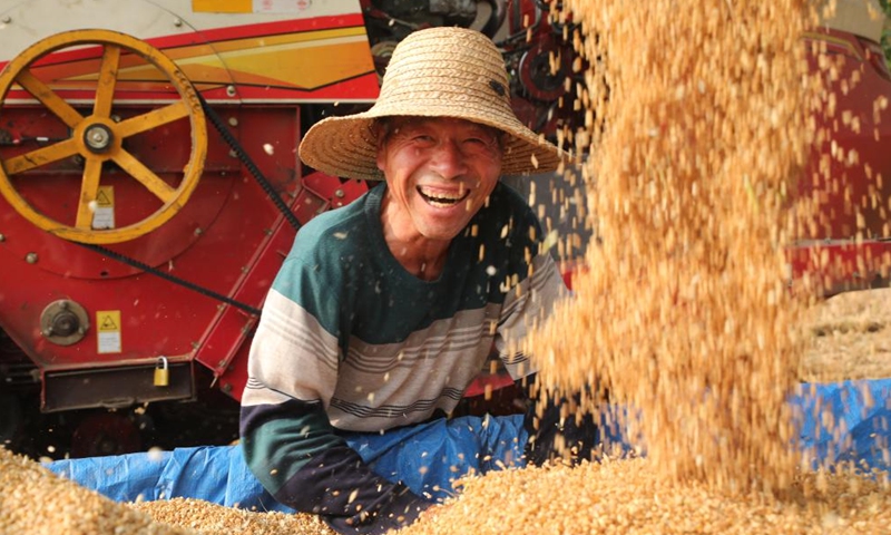 A farmer harvests wheat in the fields in Beidingzhuang Village in Weishi County, Kaifeng City of central China's Henan Province, May 26, 2024. (Photo: Xinhua)