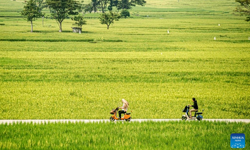People ride their electric motorbikes to enjoy leisure time at Pronosutan paddy field in Kulon Progo regency, Yogyakarta, Indonesia, May 26, 2024. (Photo: Xinhua)