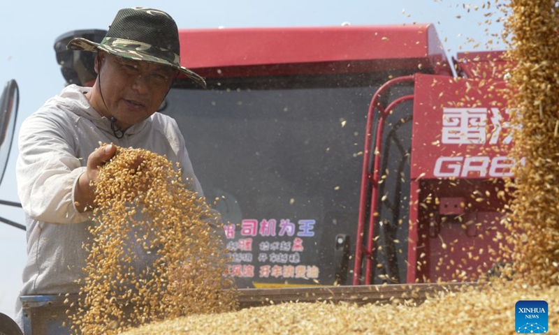 A farmer harvests wheat in the fields in Xiaodian Village in Wenqu Township, Dengzhou City of central China's Henan Province, May 26, 2024. (Photo: Xinhua)