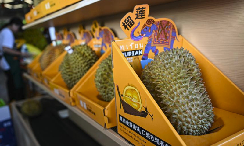 This photo taken on July 19, 2024 shows domestic durians for sale at a fruit store in Sanya City, south China's Hainan Province. Recently, the domestically grown durians in Sanya City, south China's Hainan Province, have entered the market season.

As the world's largest importer and consumer of durians, China has long relied on imports to meet its demand for durians. In recent years, with breakthroughs in cultivation technology, Sanya City, as the main production area of domestic durians, has been continuously developing the durian industry. By expanding the durian planting scale, promoting durian planting techniques, opening stores for selling domestic durians, and establishing durian brands, Sanya has walked on a path to promote rural revitalization. (Xinhua/Pu Xiaoxu)