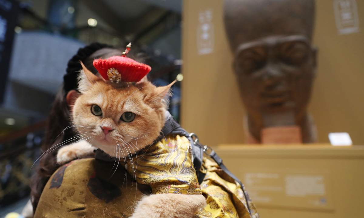 Pet cats in fashionable outfits gather together at the Shanghai Museum for the first cat-themed event of the exhibition on ancient Egyptian civilization in Shanghai on July 27, 2024. Photo: IC