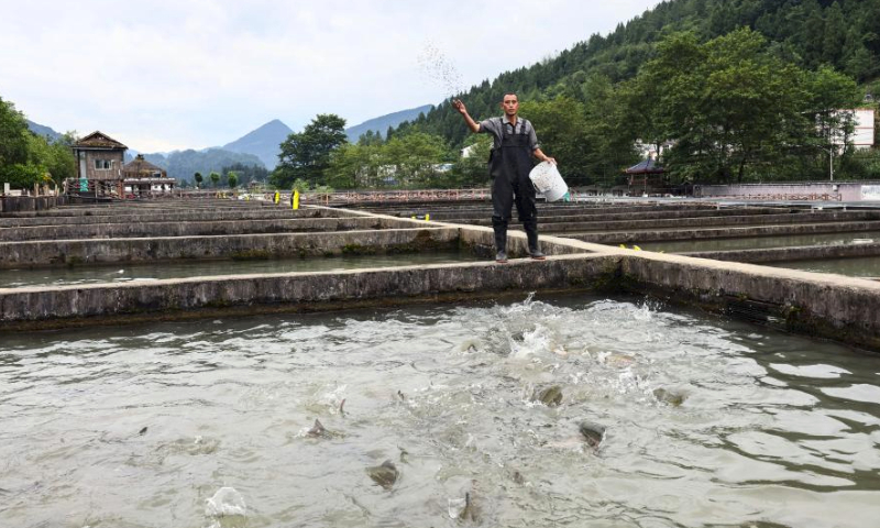 A villager feeds cold-water fish at a breeding base in Quyang Village, Taiyuan Township of Pengshui Miao-Tujia Autonomous County, southwest China's Chongqing, July 19, 2024.

Situated deep in the Wuling mountains, Quyang Village boasts an ideal environment for cold-water fish breeding. In recent years, the village has introduced leading enterprises for cold-water fish breeding, and developed breeding projects for species such as sturgeon, rainbow trout and golden trout to help boost local farmers' income. (Photo by Lan Hongguang/Xinhua)