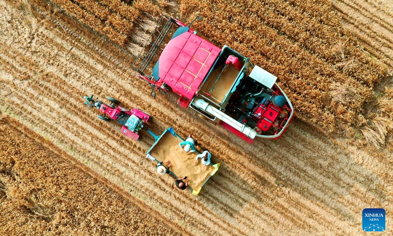 An aerial drone photo shows farmers harvesting wheat in the fields in Beidingzhuang Village in Weishi County, Kaifeng City of central China's Henan Province, May 26, 2024. (Photo: Xinhua)