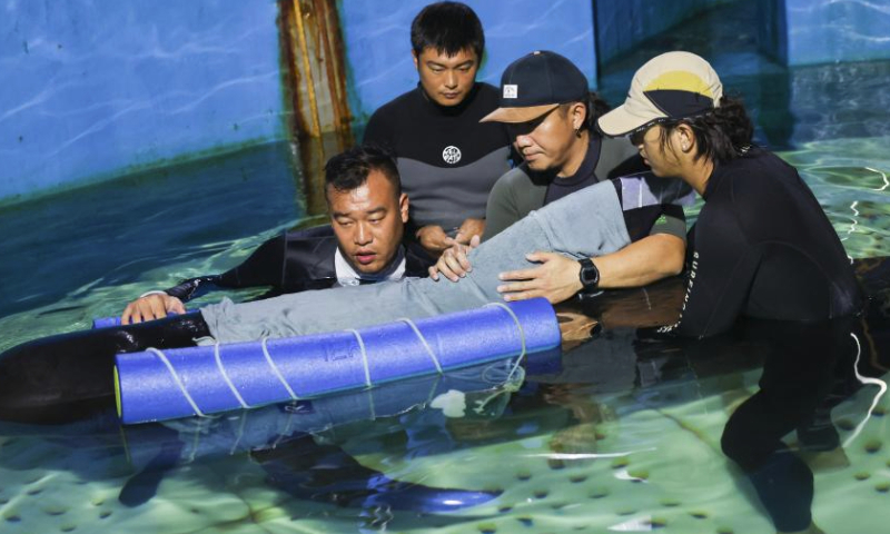 Volunteers help a short-finned pilot whale adapt to floats attached to her body at Sanya Haichang Animal Conservation Center in Sanya, south China's Hainan Province, July 20, 2024. A 3.4-meter long female short-finned pilot whale ran stranded at Haitang Bay of Sanya on July 18. She was rushed to the Sanya Haichang Animal Conservation Center for treatment, where she was found badly dehydrated and unable to feed by herself.

The whale is now under meticulous care by professional breeders and veterinarians. Volunteers at the center also take turns around the clock to keep her from drowning from tilting inside the pool where she is confined for healing. (Xinhua/Zhang Liyun)