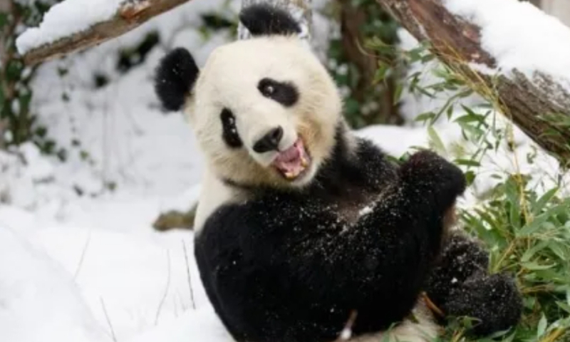 Giant panda Yang Yang Photo: WeChat account of China Wildlife Conservation Association