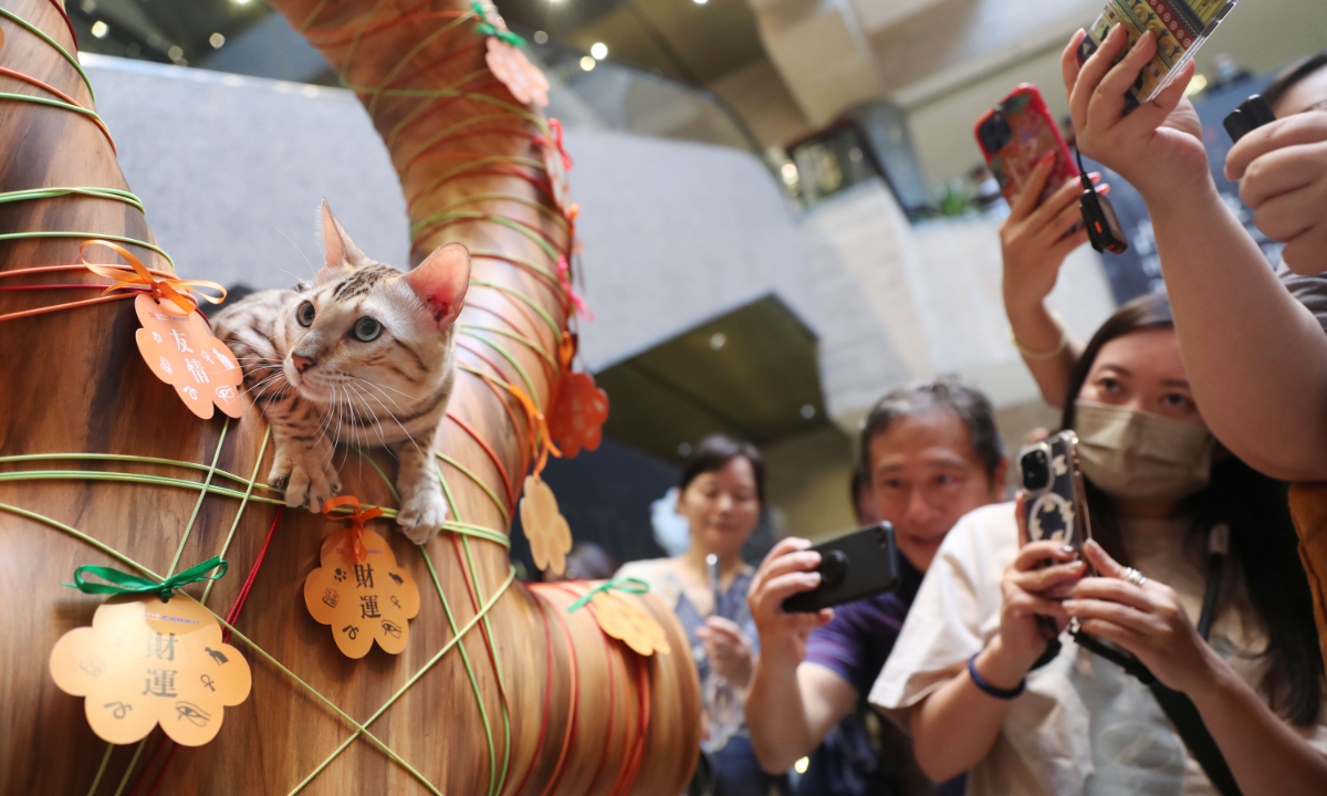 Pet cats in fashionable outfits gather together at the Shanghai Museum for the first cat-themed event of the exhibition on ancient Egyptian civilization in Shanghai on July 27, 2024. Photo: IC