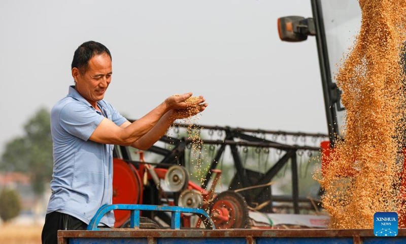 A farmer checks wheat in the fields in Huangzhuang Village in Suixian County, Shangqiu City of central China's Henan Province, May 26, 2024. (Photo: Xinhua)