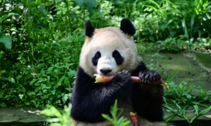 Giant panda Xin Bao Photo: WeChat account of China Wildlife Conservation Association