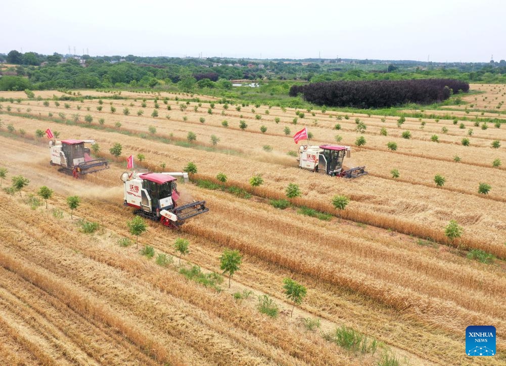 A drone photo shows farmers driving harvesters through a wheat field in Fenghuang Village in Tongyang Township, Chaohu City of east China's Anhui Province, May 26, 2024.(Photo: Xinhua)