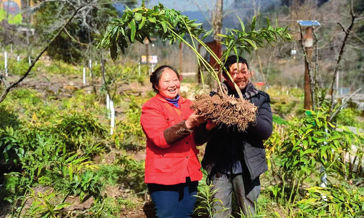 A couple harvest sealworts in their own sealwort planting field in Shizhu Tujia autonomous county in Southwest China's Chongqing. Photo: Courtesy of China Rural Revitalization magazine