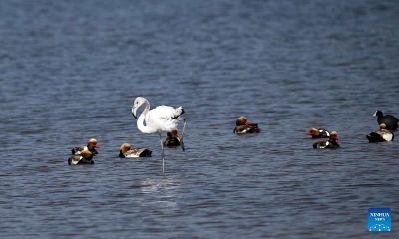 Tropical bird spotted in north China lake wetland - Global Times