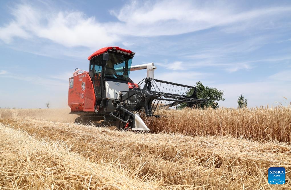 A farmer drives a harvester through a wheat field in Letu Township of Mengcheng County, east China's Anhui Province, May 27, 2024.(Photo: Xinhua)