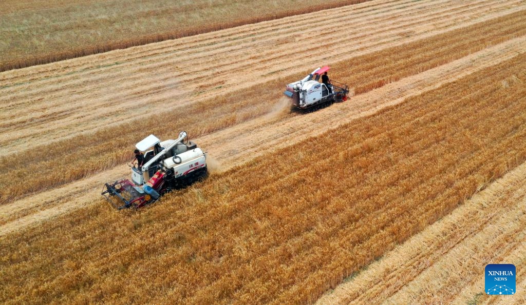 A drone photo shows harvesters in a wheat field in Liuzhuang Township of Queshan County, central China's Henan Province, May 27, 2024.(Photo: Xinhua)