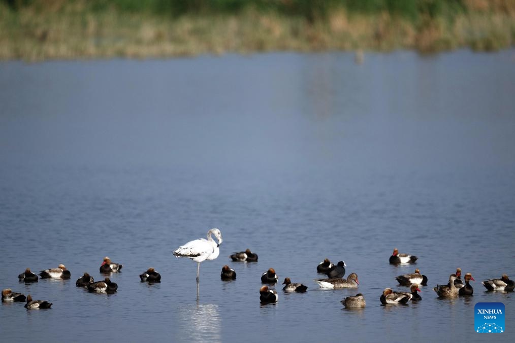 Tropical bird spotted in north China lake wetland - Global Times