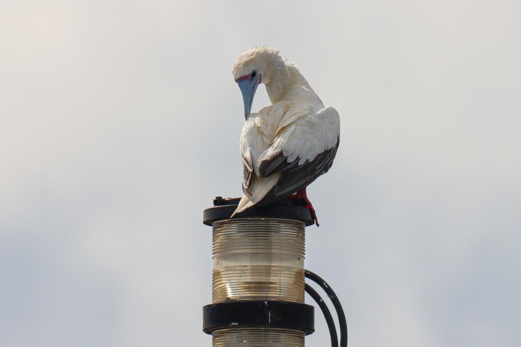 A red-footed booby stands on the mast of a ship in the South China Sea, May 22, 2024. The South China Sea is home to a diverse array of marine life, including the flying fish, a unique creature which has the remarkable ability to leap out of the water and glide for short distances while under attack or disturbed by the sounds of nearby vessels.(Photo: Xinhua)