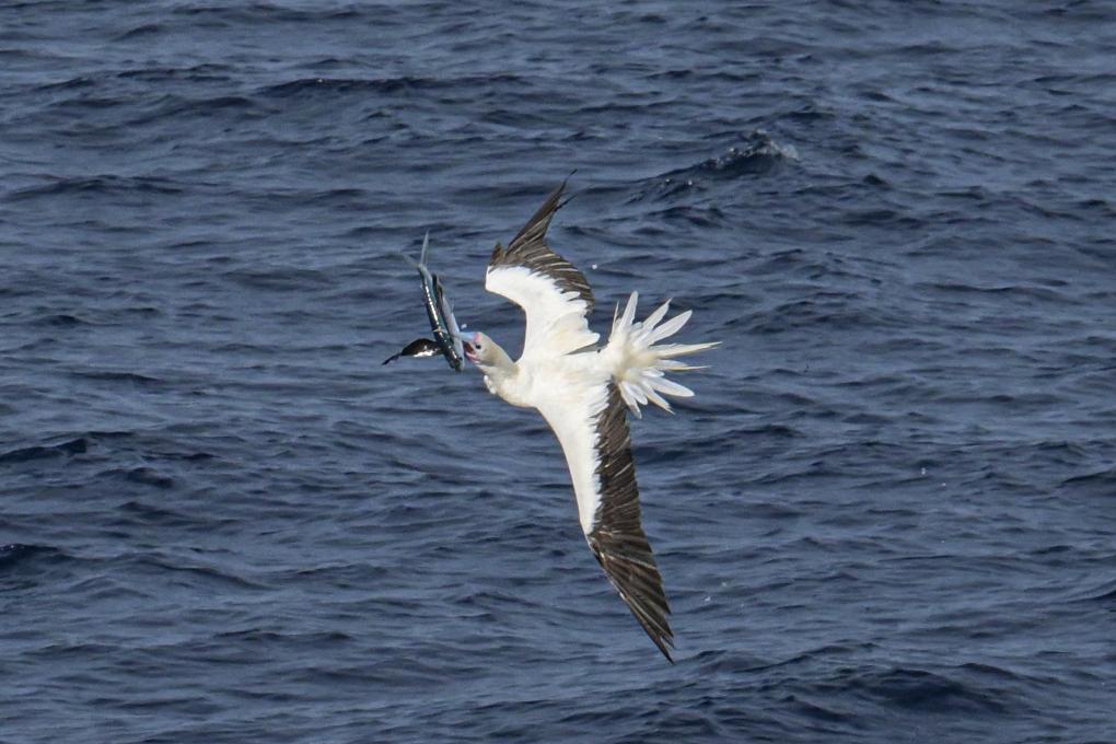 A red-footed booby catches a flying fish over the South China Sea, May 22, 2024. The South China Sea is home to a diverse array of marine life, including the flying fish, a unique creature which has the remarkable ability to leap out of the water and glide for short distances while under attack or disturbed by the sounds of nearby vessels.(Photo: Xinhua)