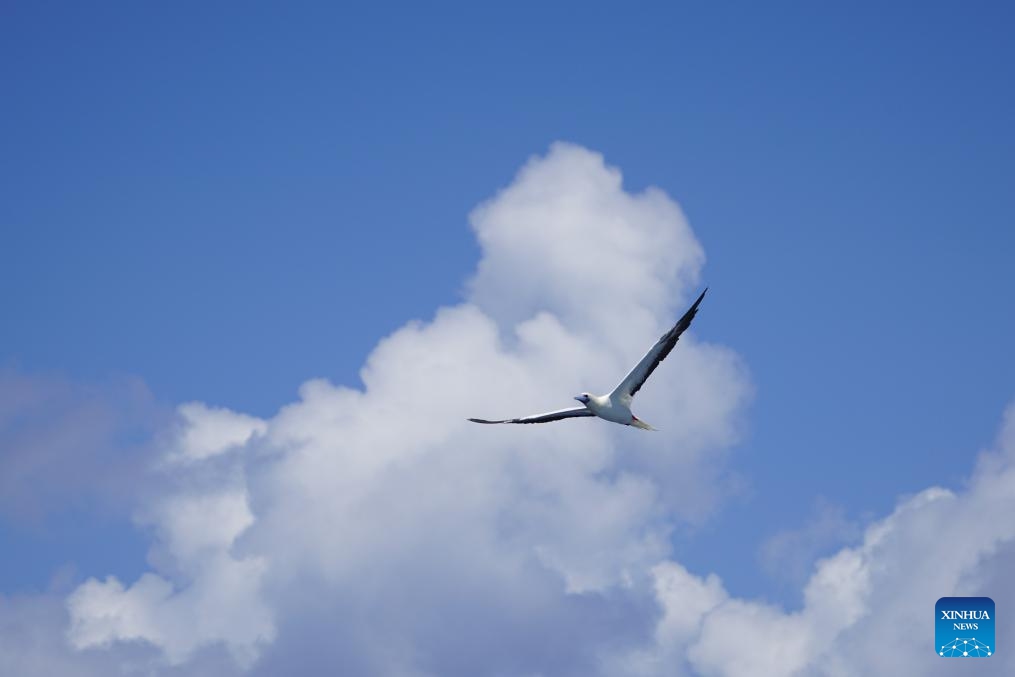 This photo taken on May 13, 2024 shows a seabird flying above the South China Sea.(Photo: Xinhua)