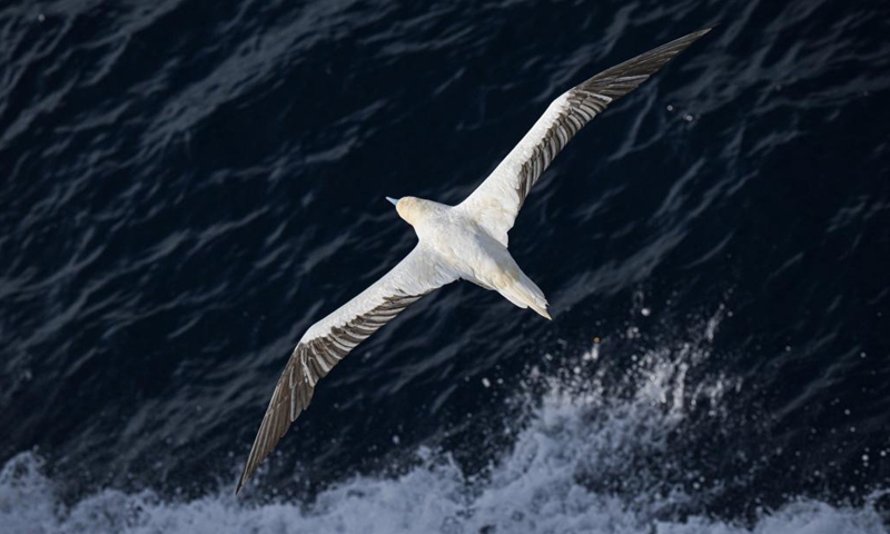 A red-footed booby flies over the South China Sea, May 22, 2024. The South China Sea is home to a diverse array of marine life, including the flying fish, a unique creature which has the remarkable ability to leap out of the water and glide for short distances while under attack or disturbed by the sounds of nearby vessels.(Photo: Xinhua)