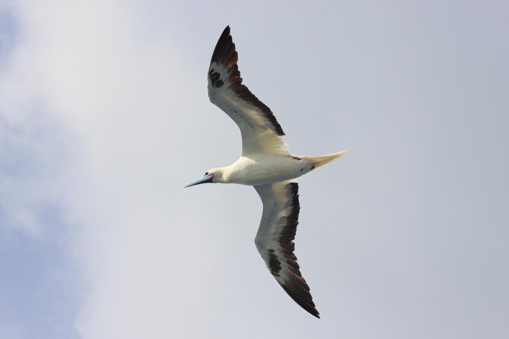 A red-footed booby flies over the South China Sea, May 22, 2024. The South China Sea is home to a diverse array of marine life, including the flying fish, a unique creature which has the remarkable ability to leap out of the water and glide for short distances while under attack or disturbed by the sounds of nearby vessels. Among the many predators of the flying fish, the red-footed booby stands out as a particularly skilled hunter.(Photo: Xinhua)