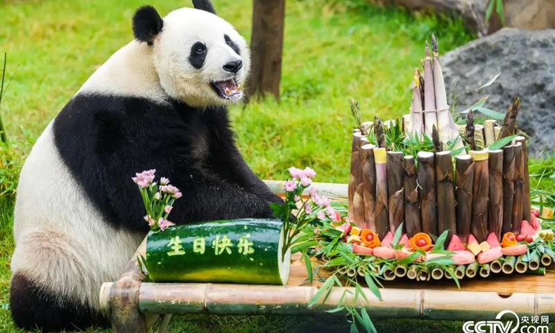 Giant panda Yaji celebrates his 10th birthday with 15-pound bamboo cake on May 26 at Ji'nan Zoo in East China's Shandong Province. Photo: Screenshot from state-owned broadcaster CCTV