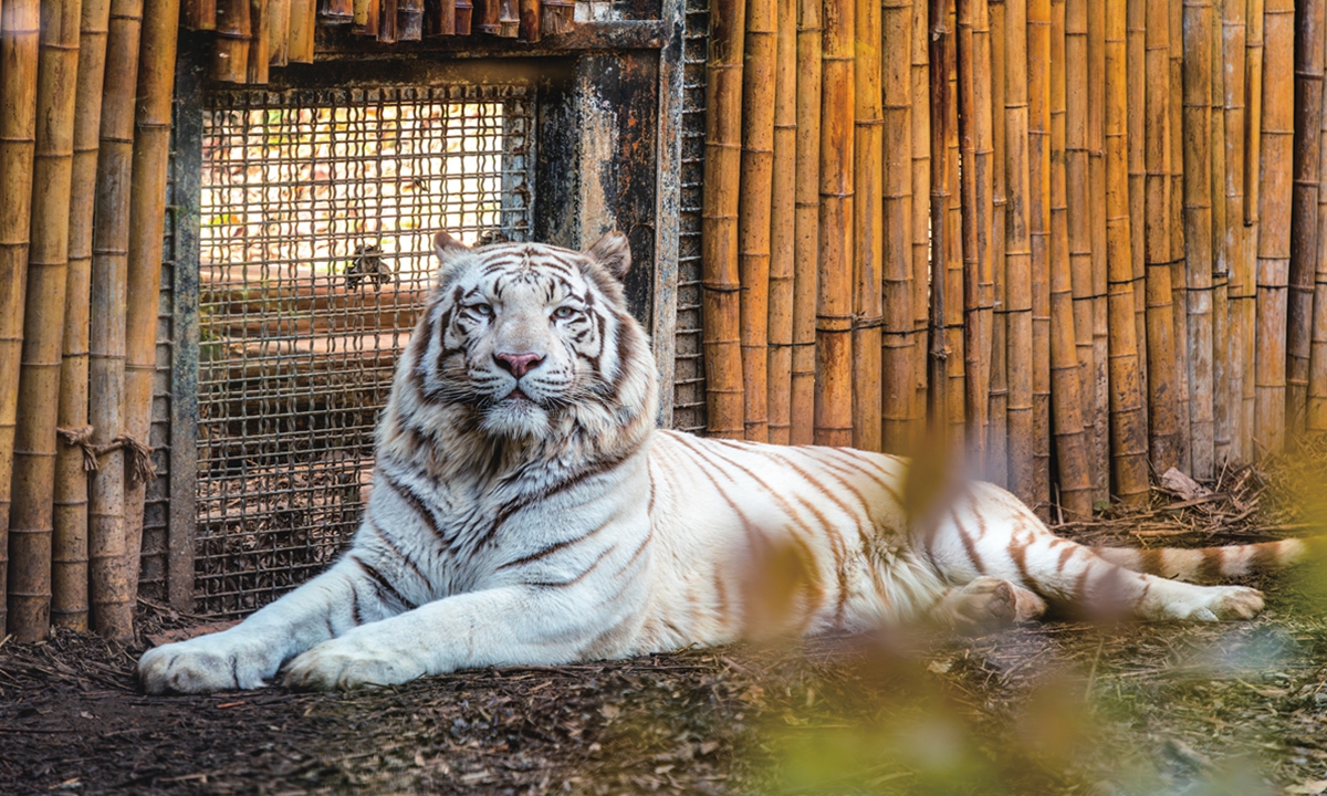 A tiger is seen in the Hongshan Forest Zoo in Nanjing, East China's Jiangsu Province. Photo: VCG