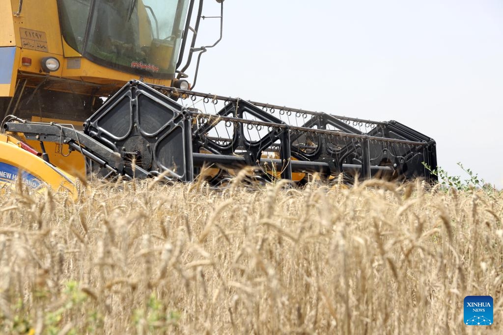 A farmer drives a harvester through a wheat field north of Baghdad, Iraq, on May 28, 2024.(Photo: Xinhua)