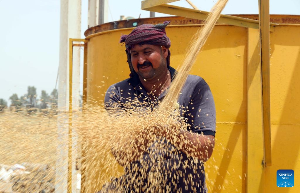 A farmer checks newly harvested wheat near a wheat field north of Baghdad, Iraq, on May 28, 2024.(Photo: Xinhua)