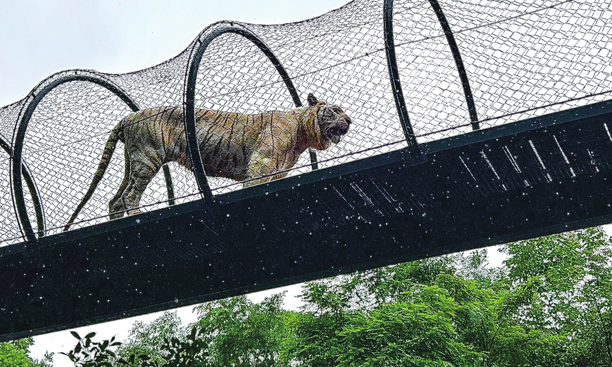 A tigers is seen in the Hongshan Forest Zoo in Nanjing, East China's Jiangsu Province. Photo: VCG