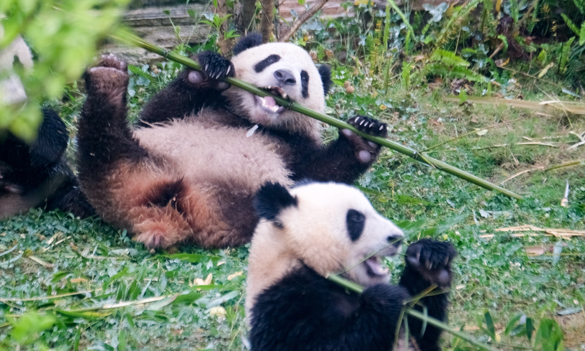 Giant pandas enjoy bamboos at the Chengdu Research Base of Giant Panda Breeding in Chengdu, Southwest China's Sichuan Province, May 29, 2024. Photo: VCG