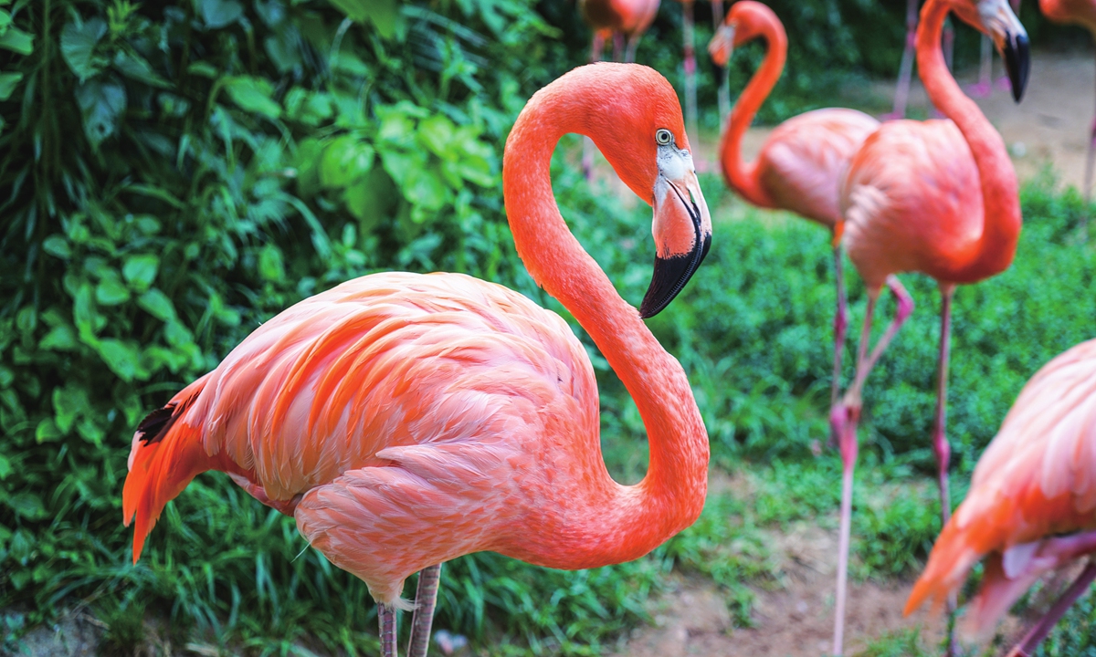 Flamingoes are seen in the Hongshan Forest Zoo in Nanjing, East China's Jiangsu Province. Photo: VCG