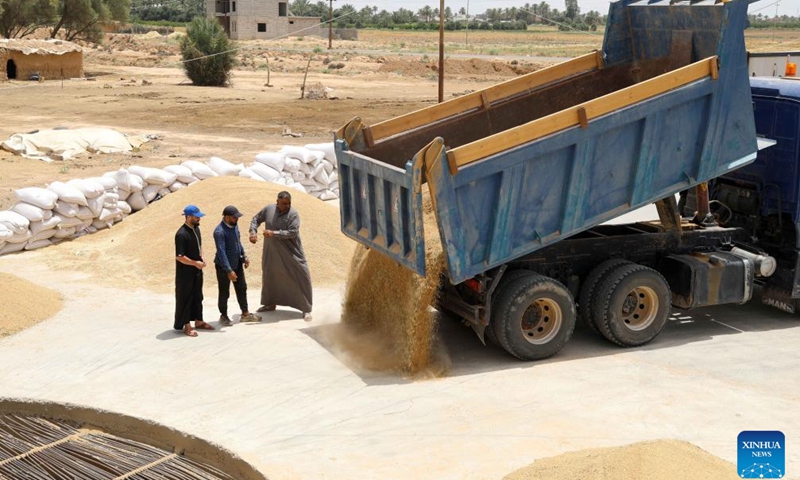 A truck unloads harvested crops near a wheat field north of Baghdad, Iraq, on May 28, 2024.(Photo: Xinhua)