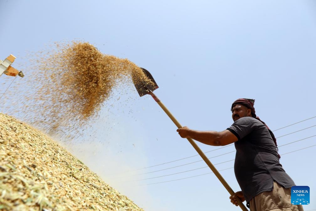 A farmer treats newly harvested wheat near a wheat field north of Baghdad, Iraq, on May 28, 2024.(Photo: Xinhua)