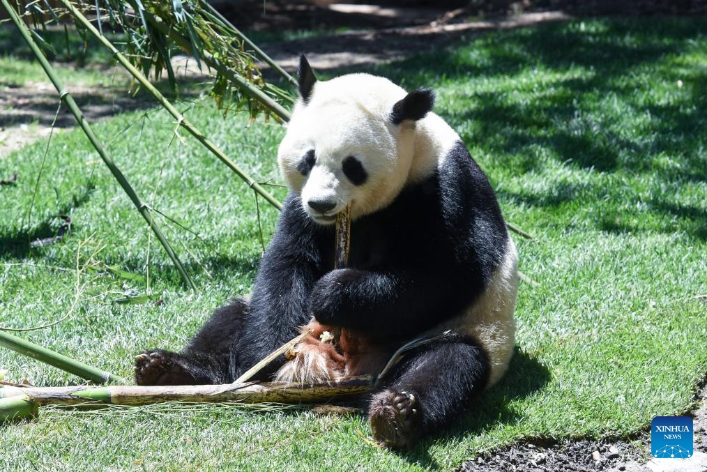 Photo taken on May 30, 2024 shows female panda Zhu Yu at Madrid Zoo in Madrid, Spain. Visitors to Spain's Madrid Zoo Aquarium were introduced Thursday to a giant panda couple from China. The new arrivals were welcomed at an official ceremony attended by authorities and experts from both countries.(Photo: Xinhua)