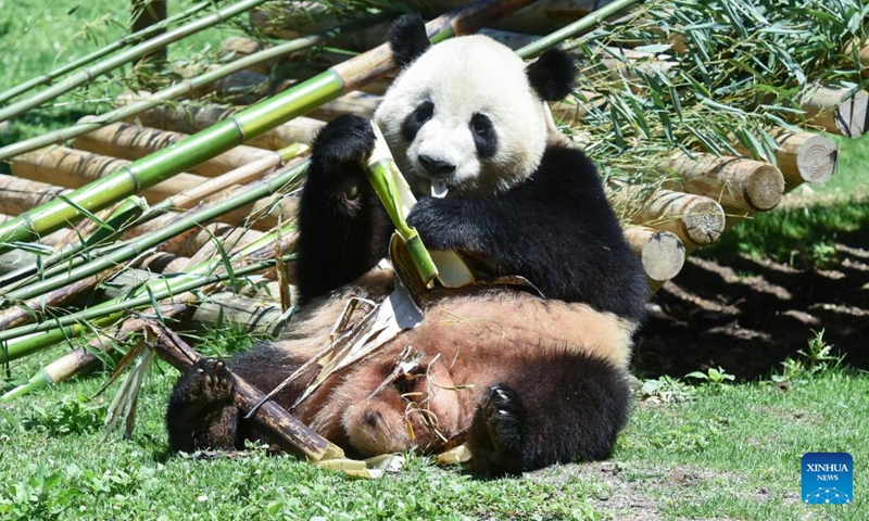Photo taken on May 30, 2024 shows male panda Jin Xi at Madrid Zoo in Madrid, Spain. Visitors to Spain's Madrid Zoo Aquarium were introduced Thursday to a giant panda couple from China. The new arrivals were welcomed at an official ceremony attended by authorities and experts from both countries.(Photo: Xinhua)